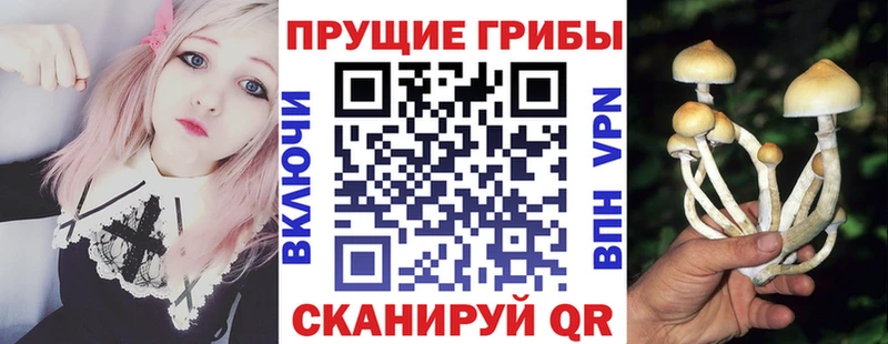 Купить  Куровское  Псилоцибиновые грибы ЛСД 